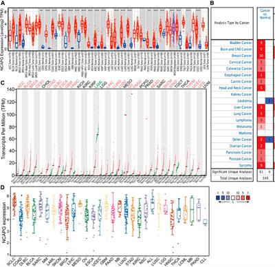 FOXM1/lncRNA TYMSOS/miR-214-3p–Mediated High Expression of NCAPG Correlates With Poor Prognosis and Cell Proliferation in Non–Small Cell Lung Carcinoma